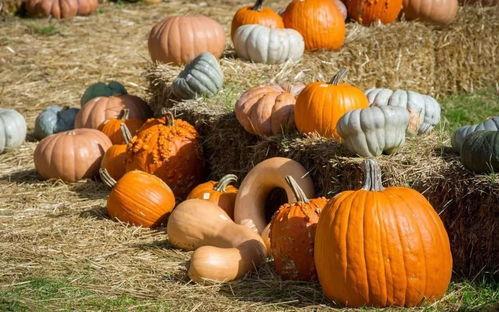 新年第一个吃瓜群众,揭秘新年首个吃瓜群众的幕后故事