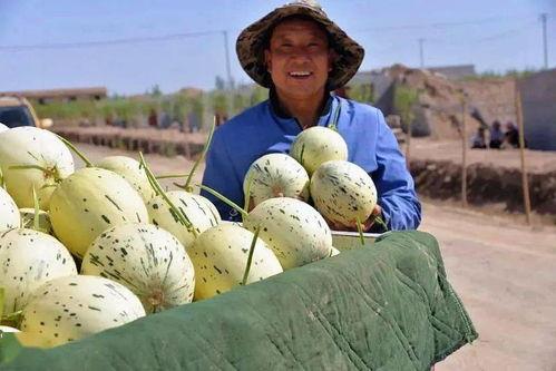 吃瓜群众一元档,揭秘吃瓜群众的狂欢盛宴