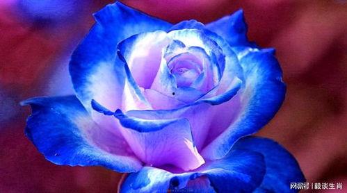 吃瓜群众蓝色妖姬是真的吗,蓝色妖姬瓜果的真伪之谜