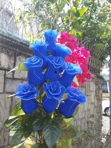 吃瓜群众蓝色妖姬是真的吗,蓝色妖姬瓜果的真伪之谜