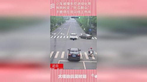 狗狗秒变吃瓜群众,萌态百出引网友热议