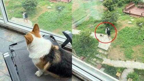 狗狗秒变吃瓜群众,萌态百出引网友热议