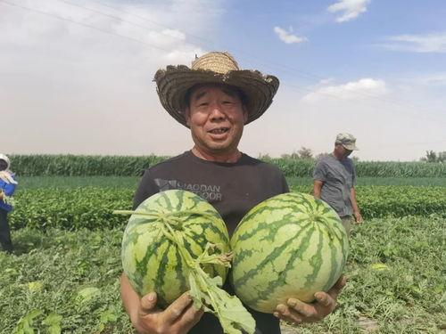 抢吃瓜的群众视频,抢吃瓜群众的热闹瞬间