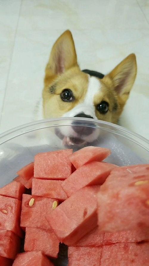 捉到一个吃瓜群众的人说说,揭秘捉拿吃瓜群众的神秘事件