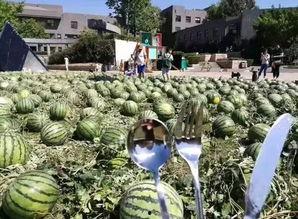 吃瓜群众高清片,一场视觉盛宴的幕后故事